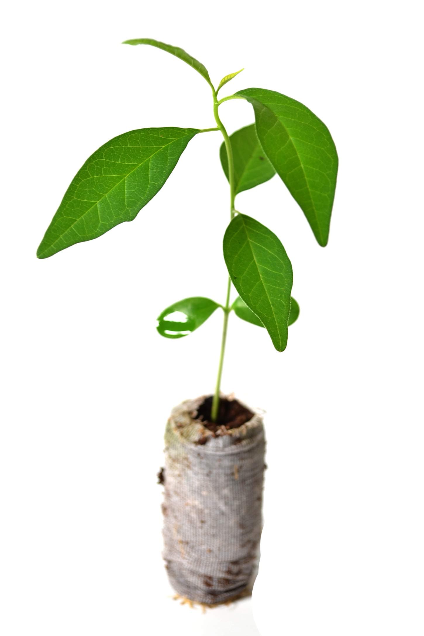 Osage Orange Tree - Maclura pomifera - Starter Plug (See State Restrictions)