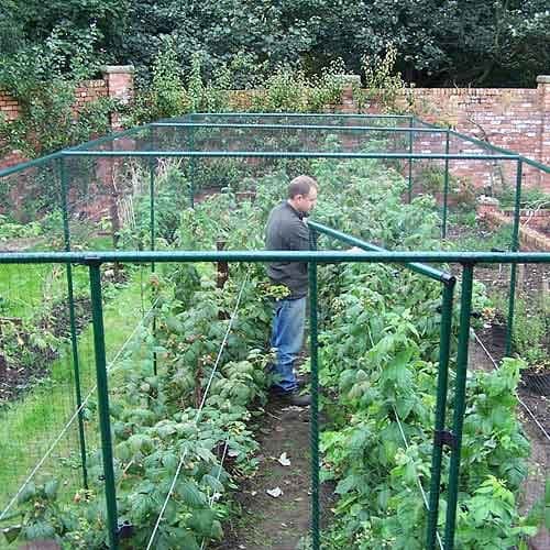 Two Wests Deluxe 6' High Fruit Cage 12' x 6'