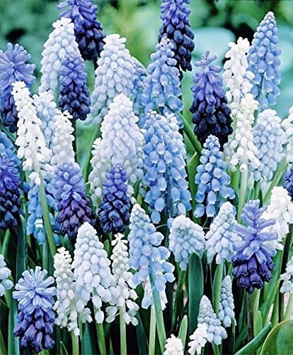 36 Muscari Deft Blue Moon Mixture - Grape Hyacinth