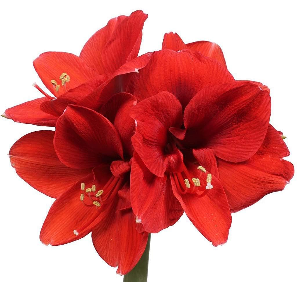Marde Ross & Company Ferrari Amaryllis – Large Red Bare Root Bulb – 28-30 cm – 1-2 Stems with Up to 8 Flowers – Ideal for Indoor & Outdoor Planting – Stunning Floral Display