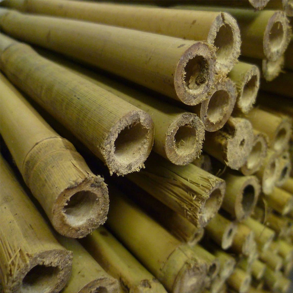 8ft Bamboo Canes 14-16mm - Pack of 50 (a308)