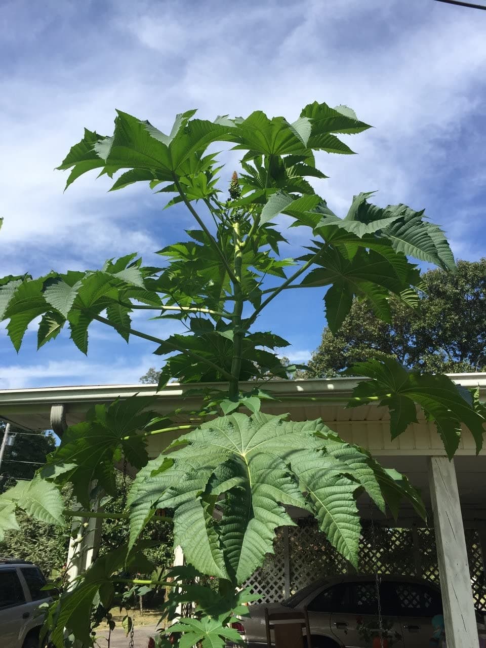 5 Giant Castor Bean Seeds # 1317
