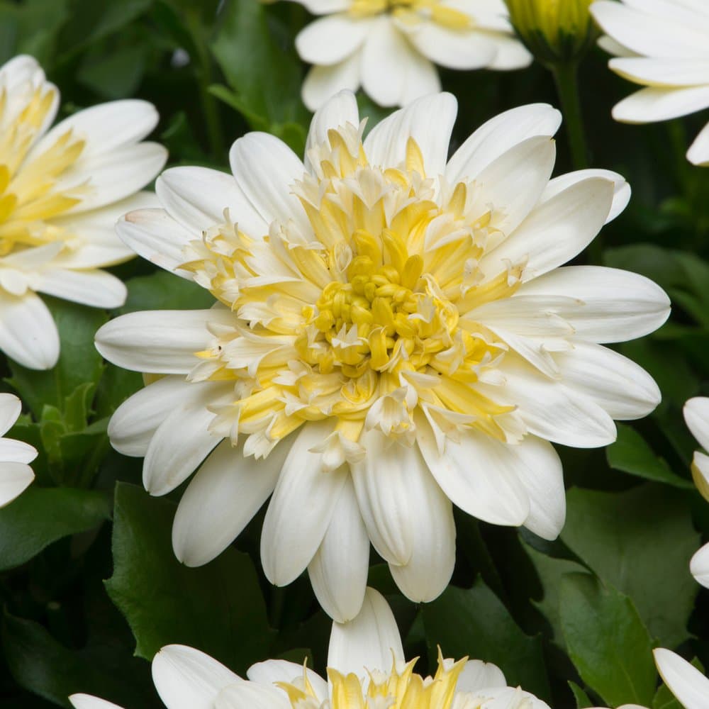 6 Patio Plug Plants Osteospermum 3D Lemon Ice