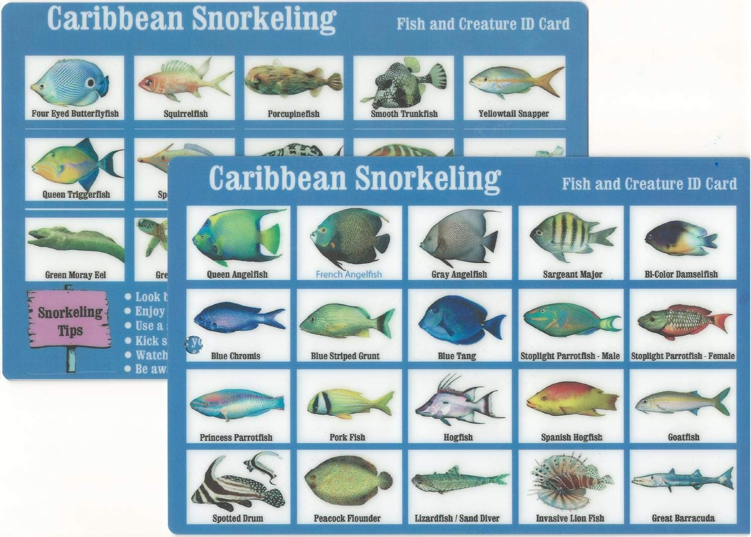 Caribbean Snorkeling Fish Identification Waterproof Card