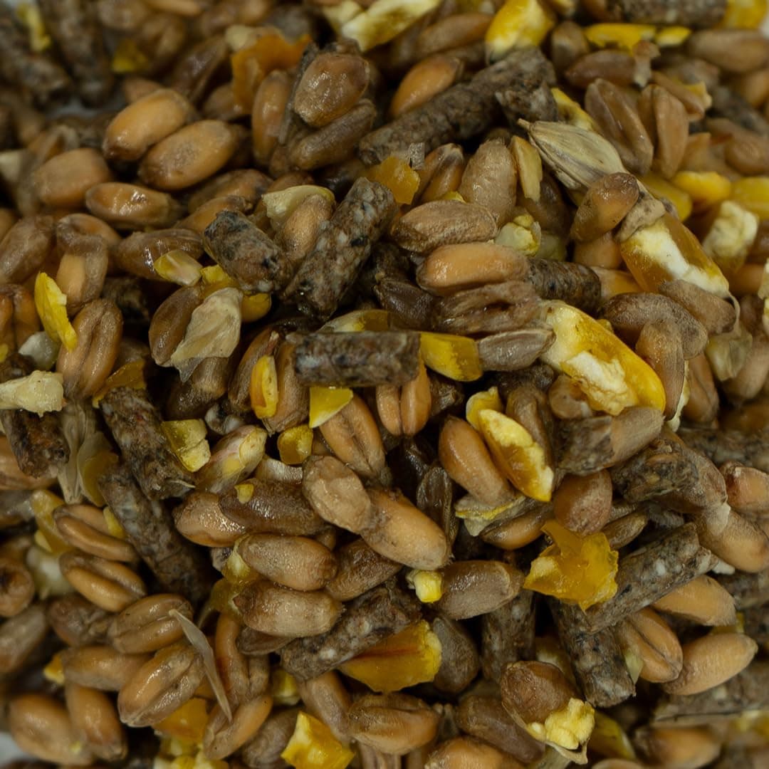 Mixed Poultry Corn with Layers Pellets & GM Free Maize | 20 kg Chicken Feed from Weterton Feeds, Red Tractor Assured