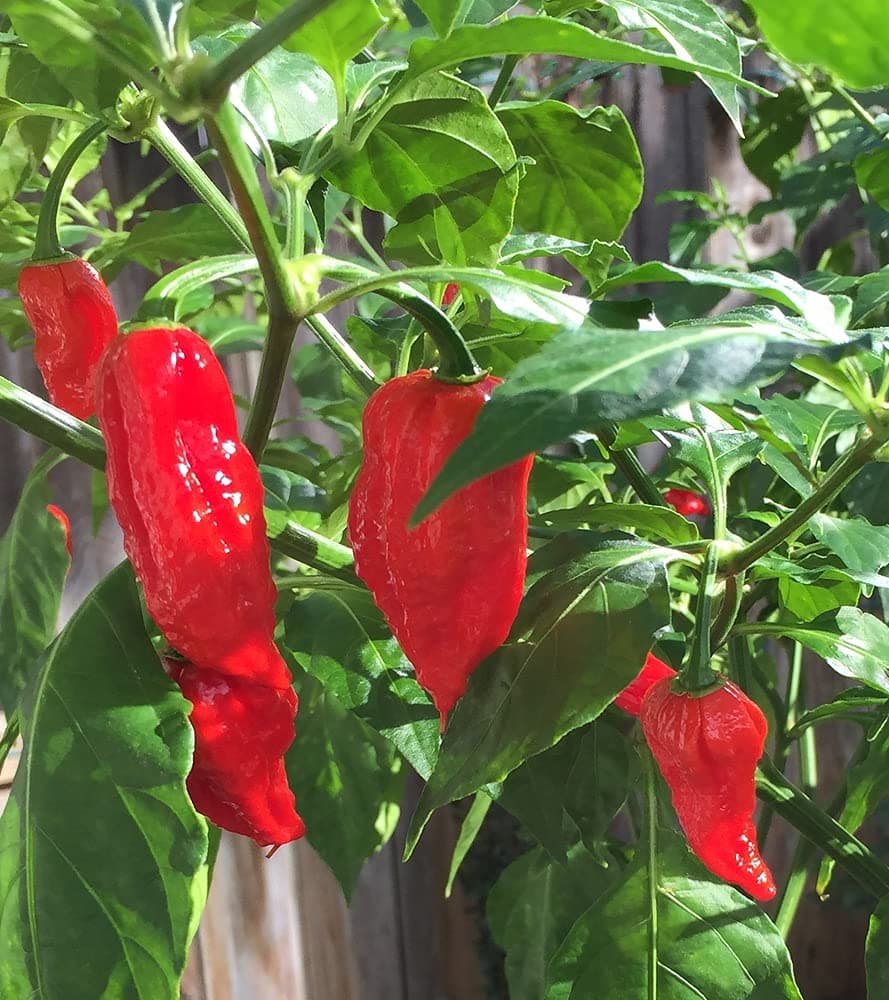 hybrid NAGA Chilli Ghost Pepper World Hottest Chilli 40+ seeds
