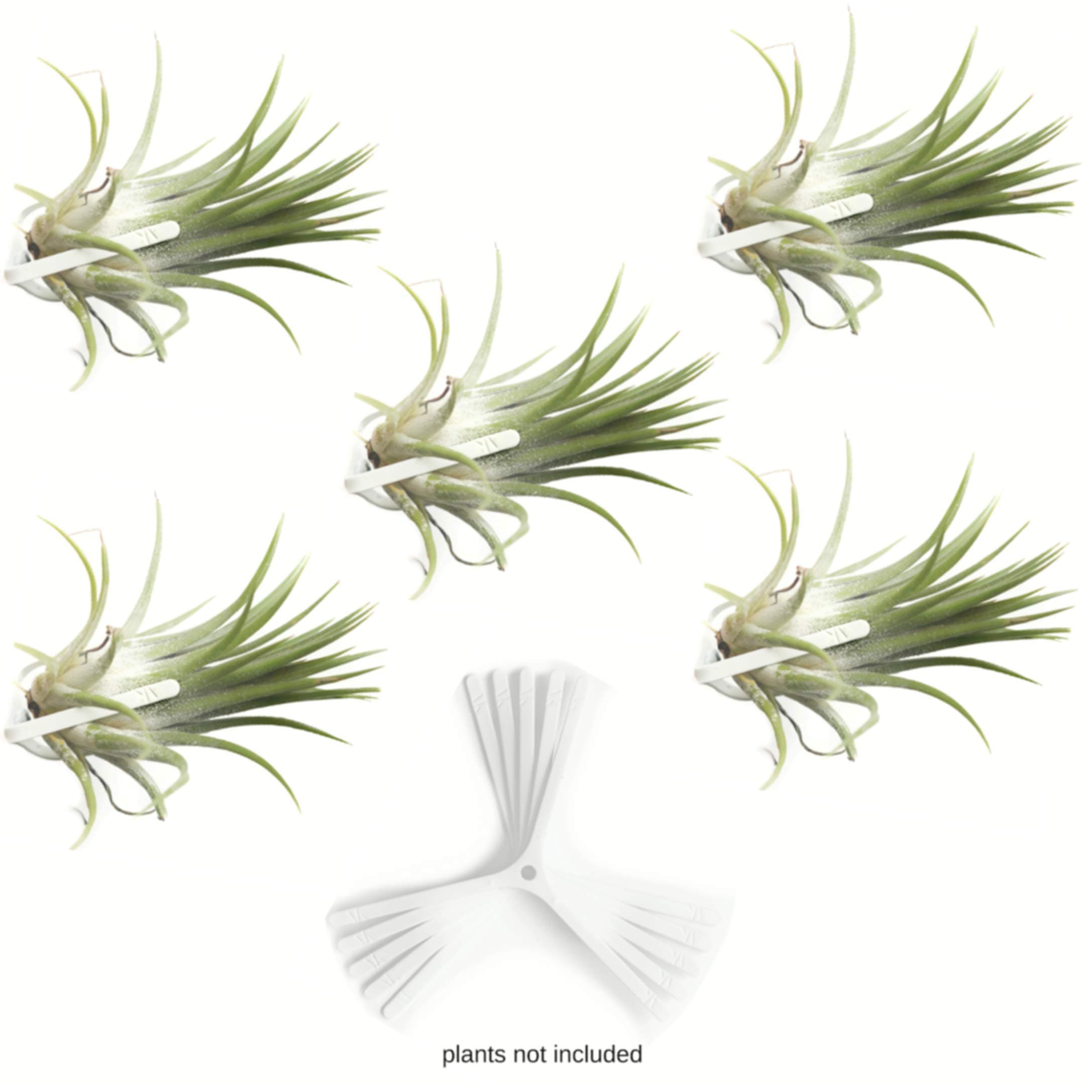 Air Plant Holder for Vertical Garden 5 Pack Wall Planter for House Plants, Hanging Plant and Tillandsia Air Plants Living Wall Terrarium. Great Wall Decorations for Living Room | No plants included W5