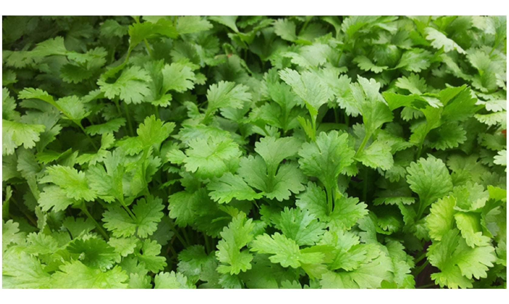 PREMIER SEEDS DIRECT - HERB - Coriander - 750 Seeds (for Germinating)