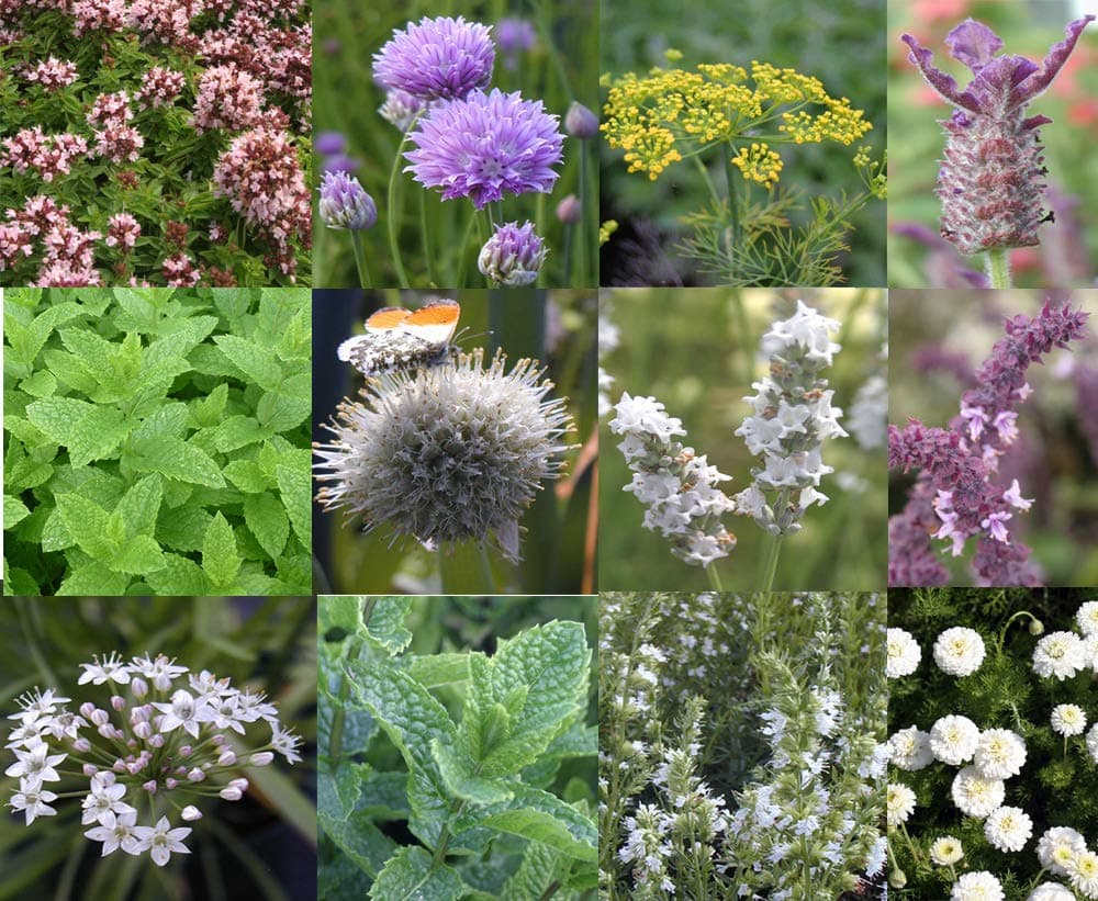 5 Mixed Herb Plants a Selection of The Best herb Plants of The Moment