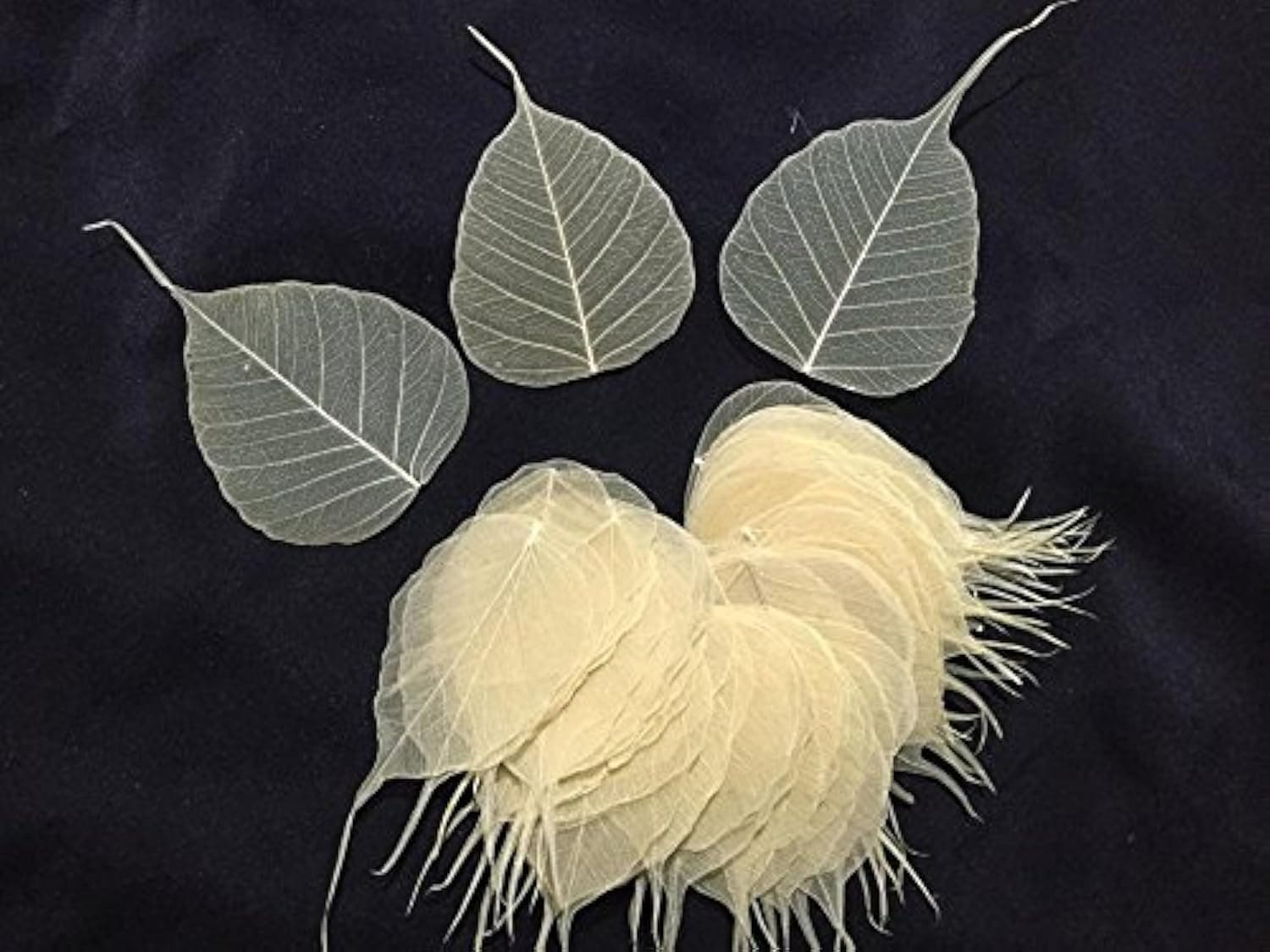 200 Pcs Skeleton Leave Craft Small Skeleton Leaves Natural Ficus Religiosa Leaves Artificial Leaves Craft Wedding Card DIY Handmade Scrapbook Embellishment (Natural White)