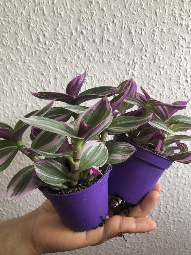 2 Sale Tradescantia Nanouk Plant