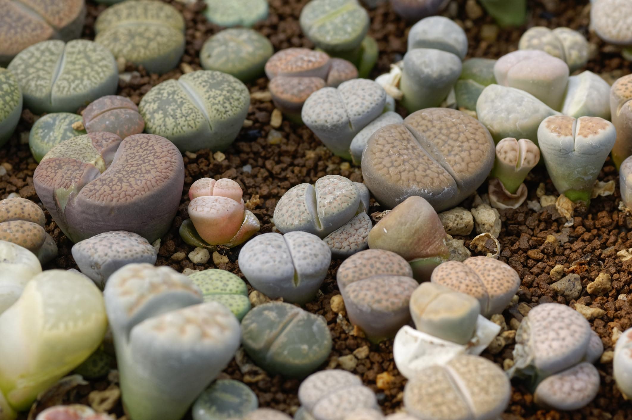 Just Seed - Flower - Cactus - Living Stone - Lithops Mixed - 20 Seeds