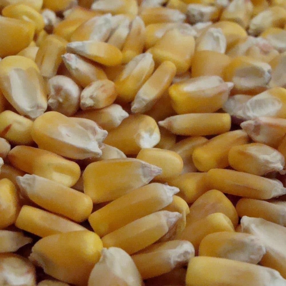 BINESHII PREMIUM YELLOW HOMINY