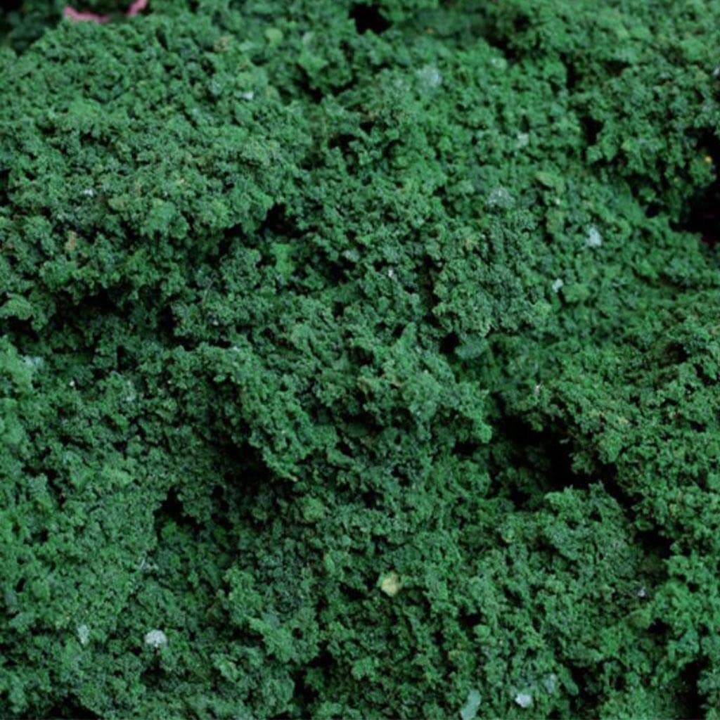 Creations Resin Tree Powder Model Scene Making Material Railroad for Building Models Dark Green 40gToys & Hobbies|Model Railroads & Trains|Ho Scale|Parts & Accessories|Scenery & Trees