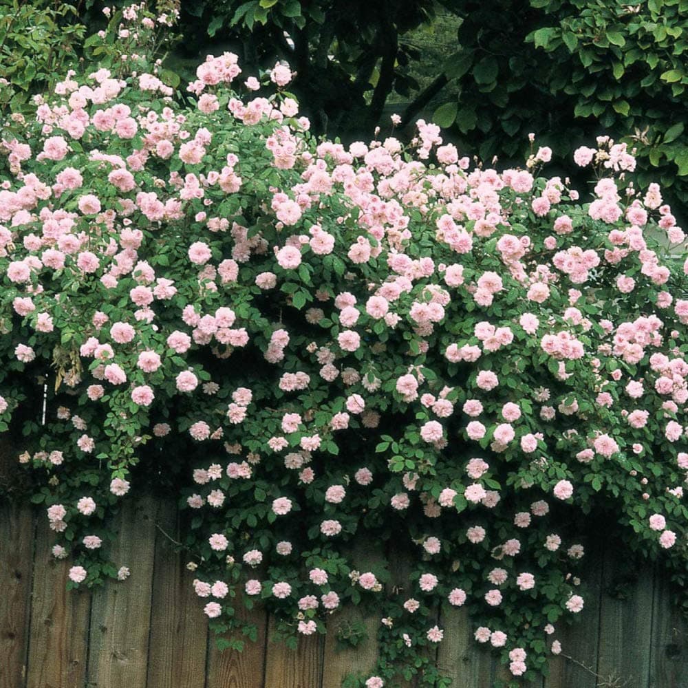 Spring Hill Nurseries - Cecile Brunner Climbing Rose, Live Bareroot Plant with Pastel Pink Flowers (1-Pack)