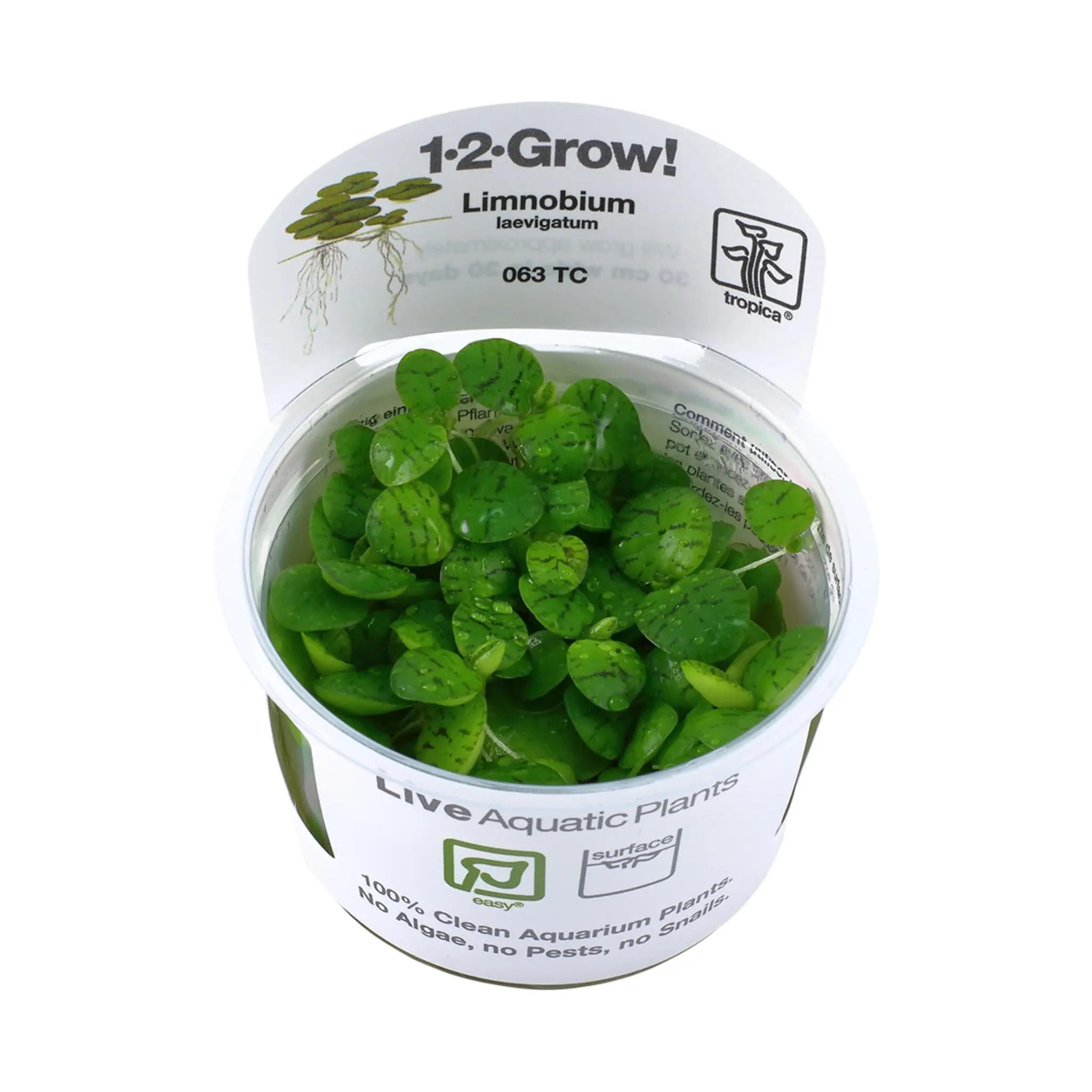 Tropica Limnobium laevigatum 1-2-GROW! (amazon frogbit) Reduces algae growth in aquariums