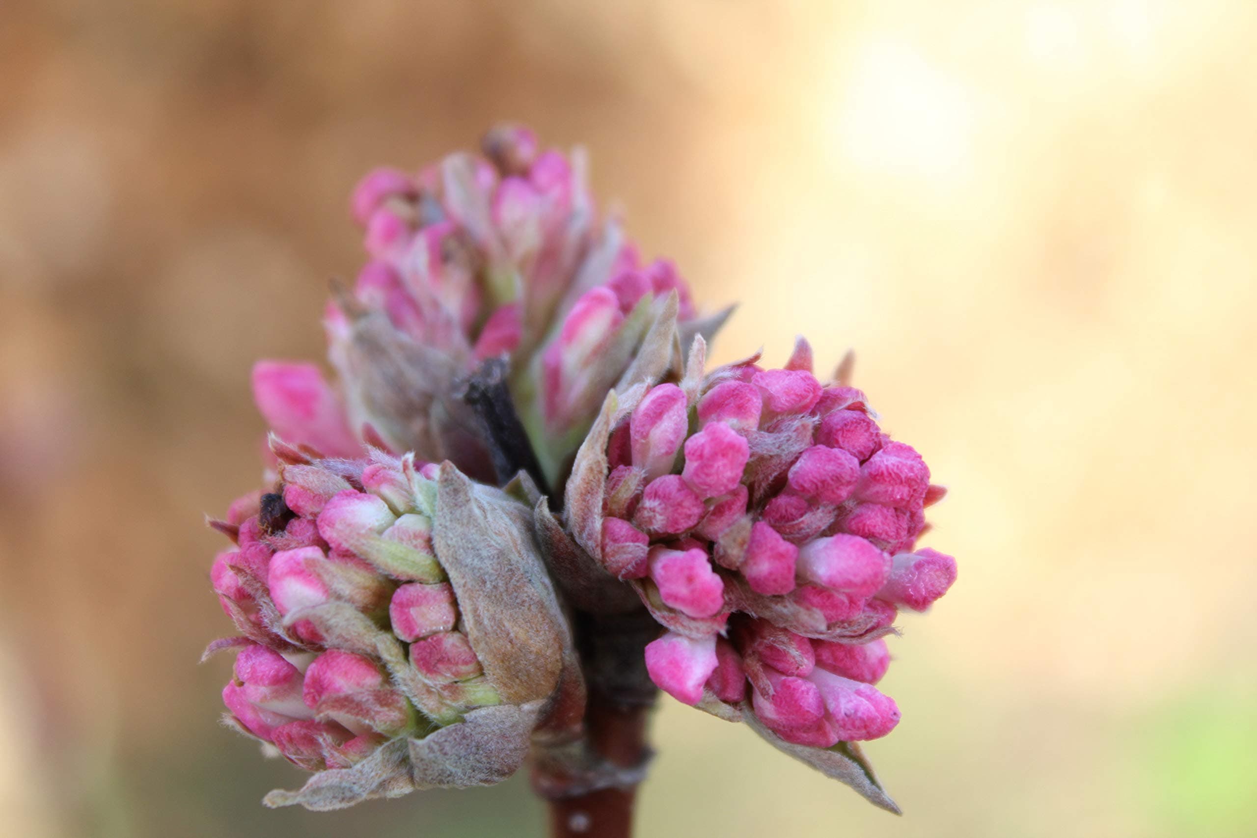 Viburnum Bodnantense 'Charles Lamont'