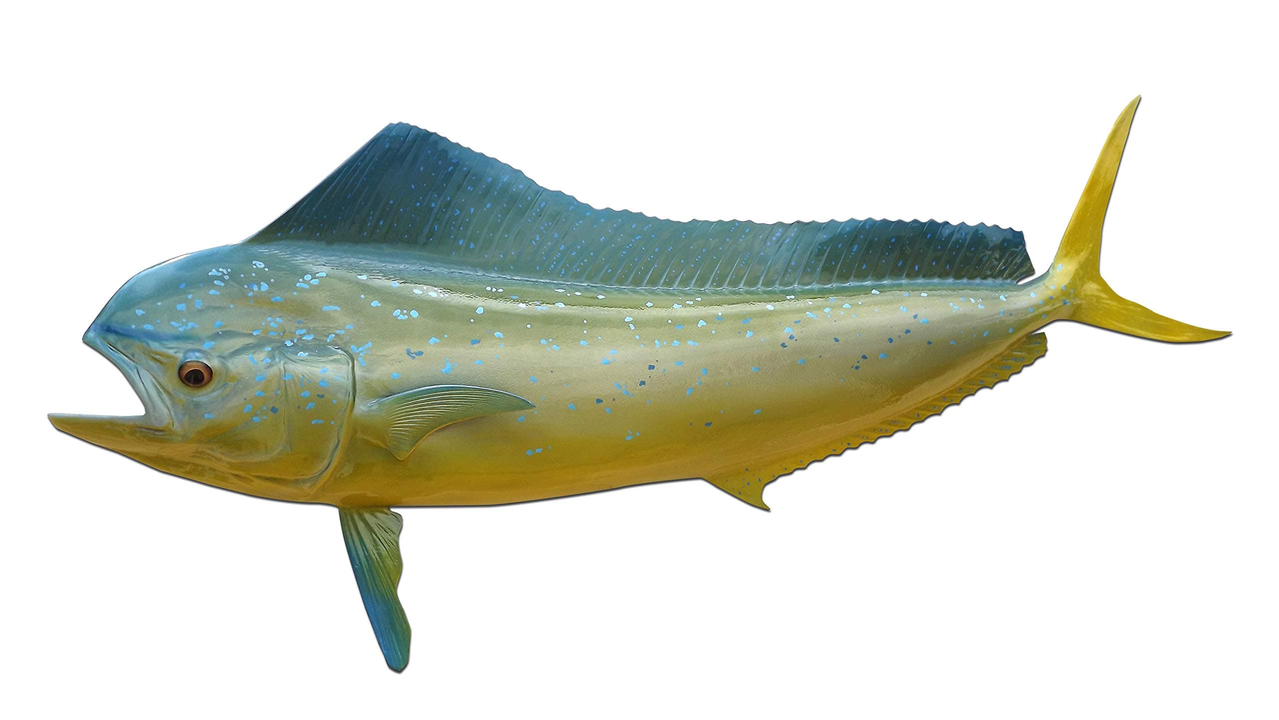 42" Cow Mahi Half Sided Fish Mount Replica - Affordable Coastal Decor - Indoors Or Outside