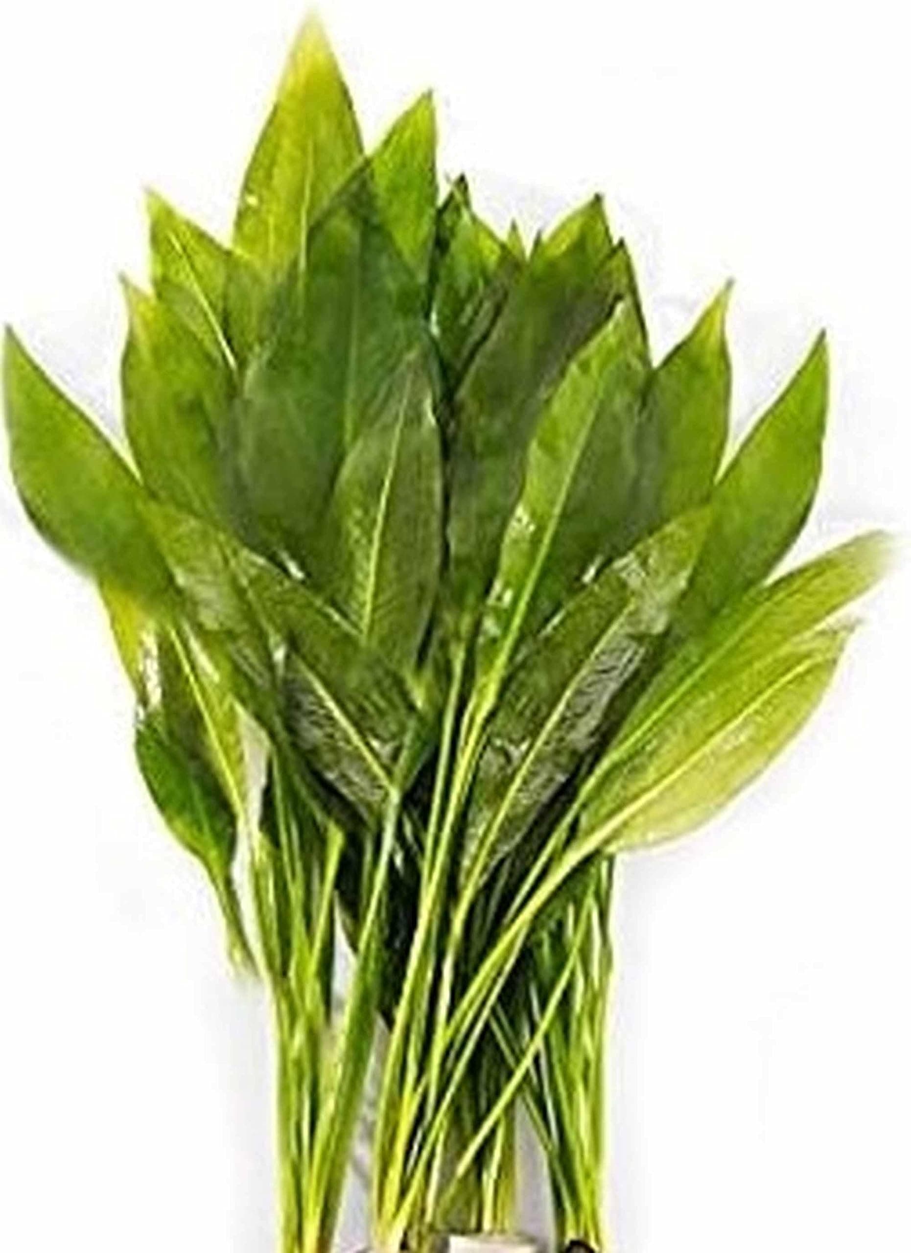 1 x Amazon Sword Plants Echinodorus Bleheri Live Aquarium Plants