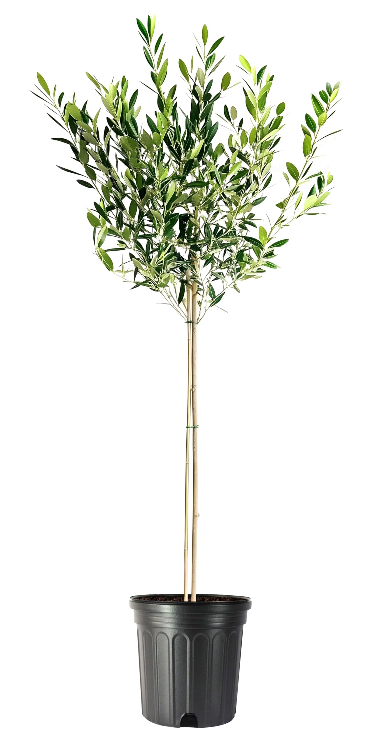 Arbequina Olive Tree | 1 Extra Large Trade 3 Gallon Plant | Olea Europaea | Fast Growing, High-Yielding, Home Garden, Evergreen, Mediterranean Climate, Self-Pollinating, Aromatic Leaves, Easy Care