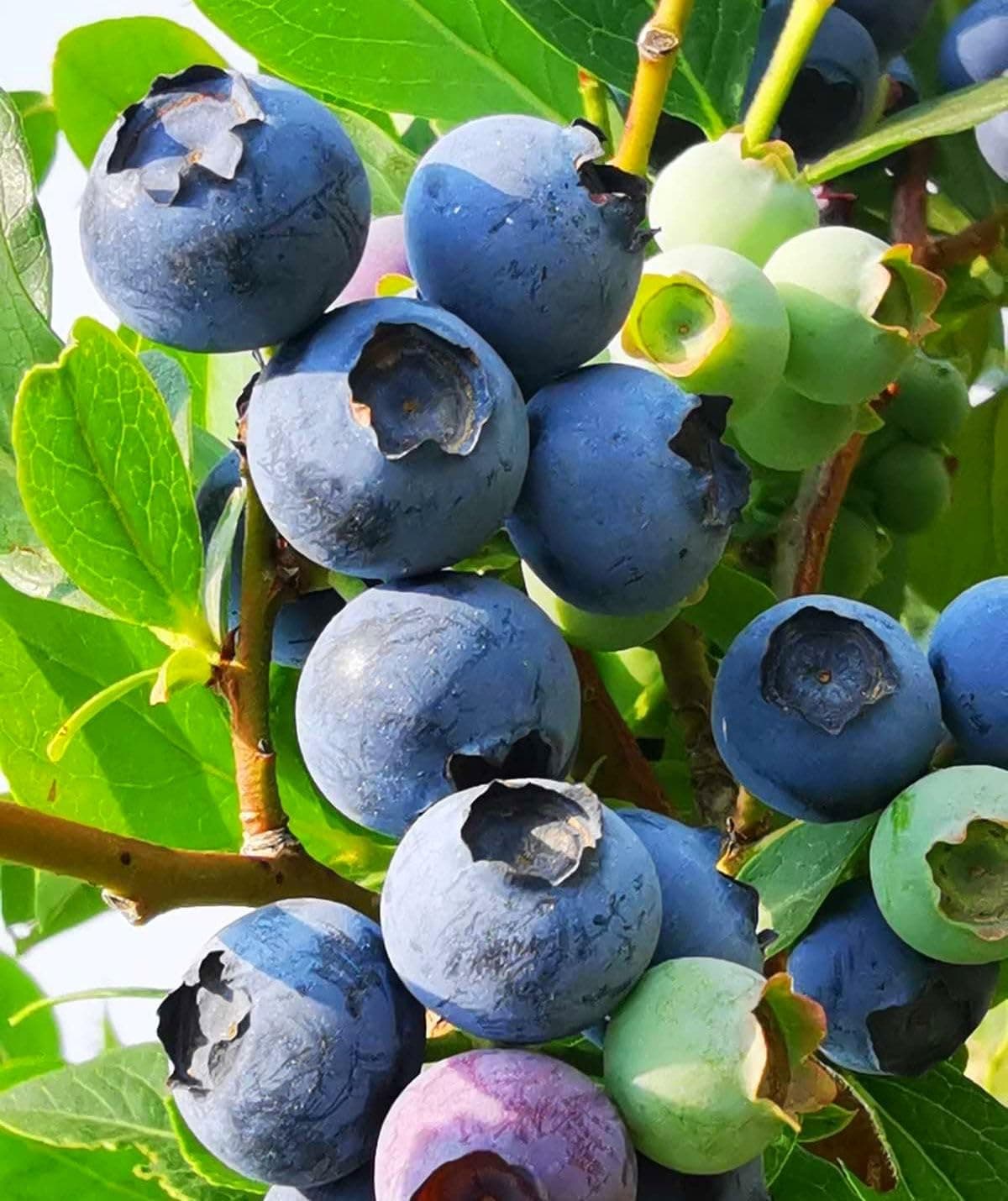 Blueberry Seeds for Planting 200 Pcs