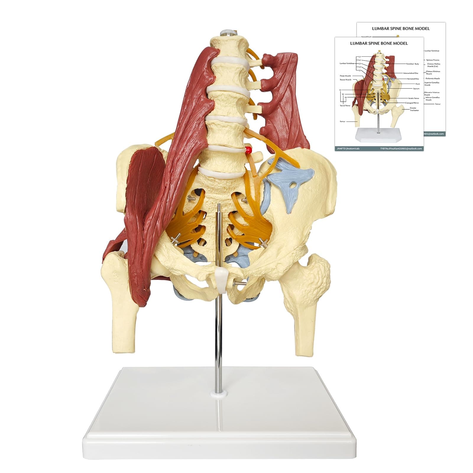 Human Lumbar Spine Bone Model, Female Pelvis Model 1:1 Life Size Nerves Hip Joint Muscle Anatomy Model Removable Movable Femur Heads Product Manual Card for Medical Education Study