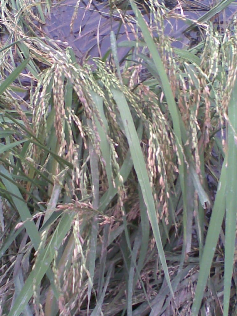 100 Long Grain Brown White Rice Oryza Sativa Vegetable Seeds