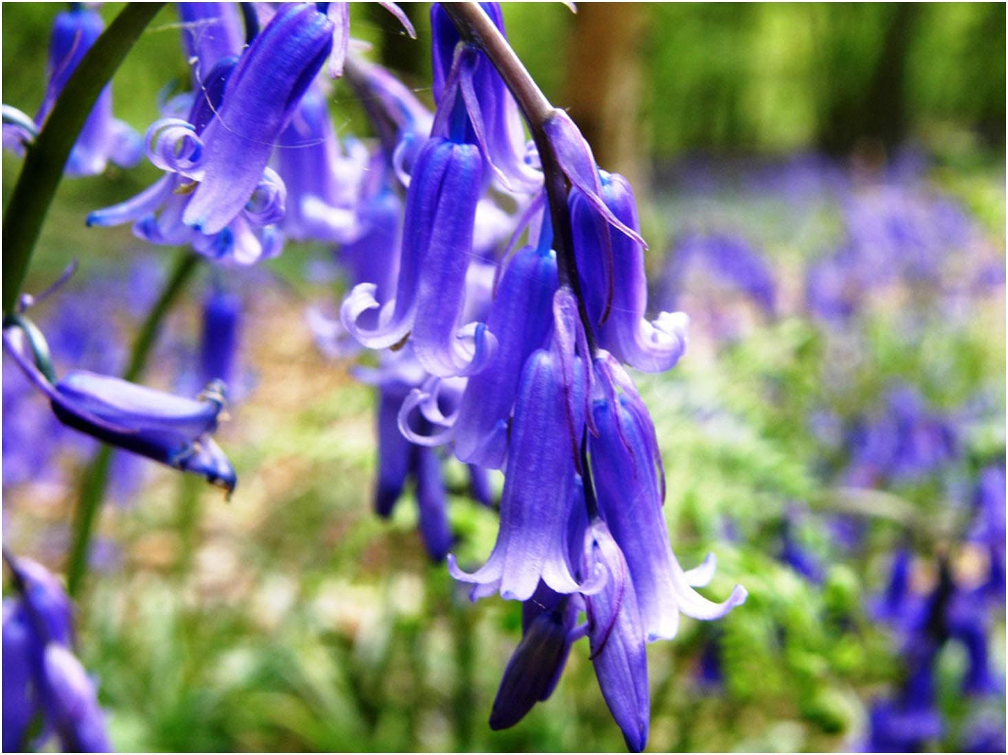 English Bluebells - (Hyacinthoide non scripta) 50 Bulbs