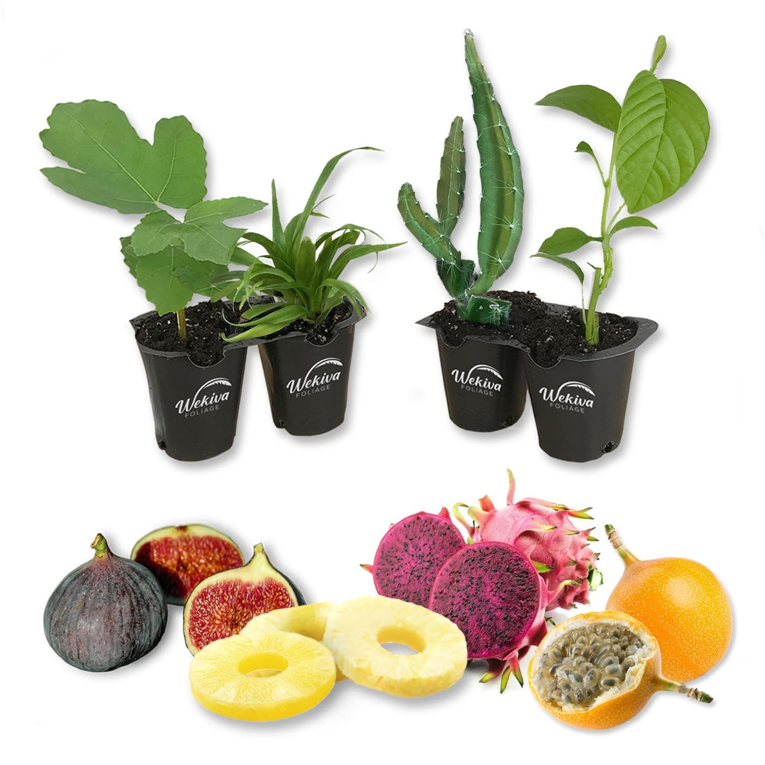 Tropical Fruit Variety Pack - 4 Live Exotic Starter Plants - One Each of Passion Fruit, Fig Tree, Dragon Fruit, and Pineapple - Starter Plants for Your Edible Garden