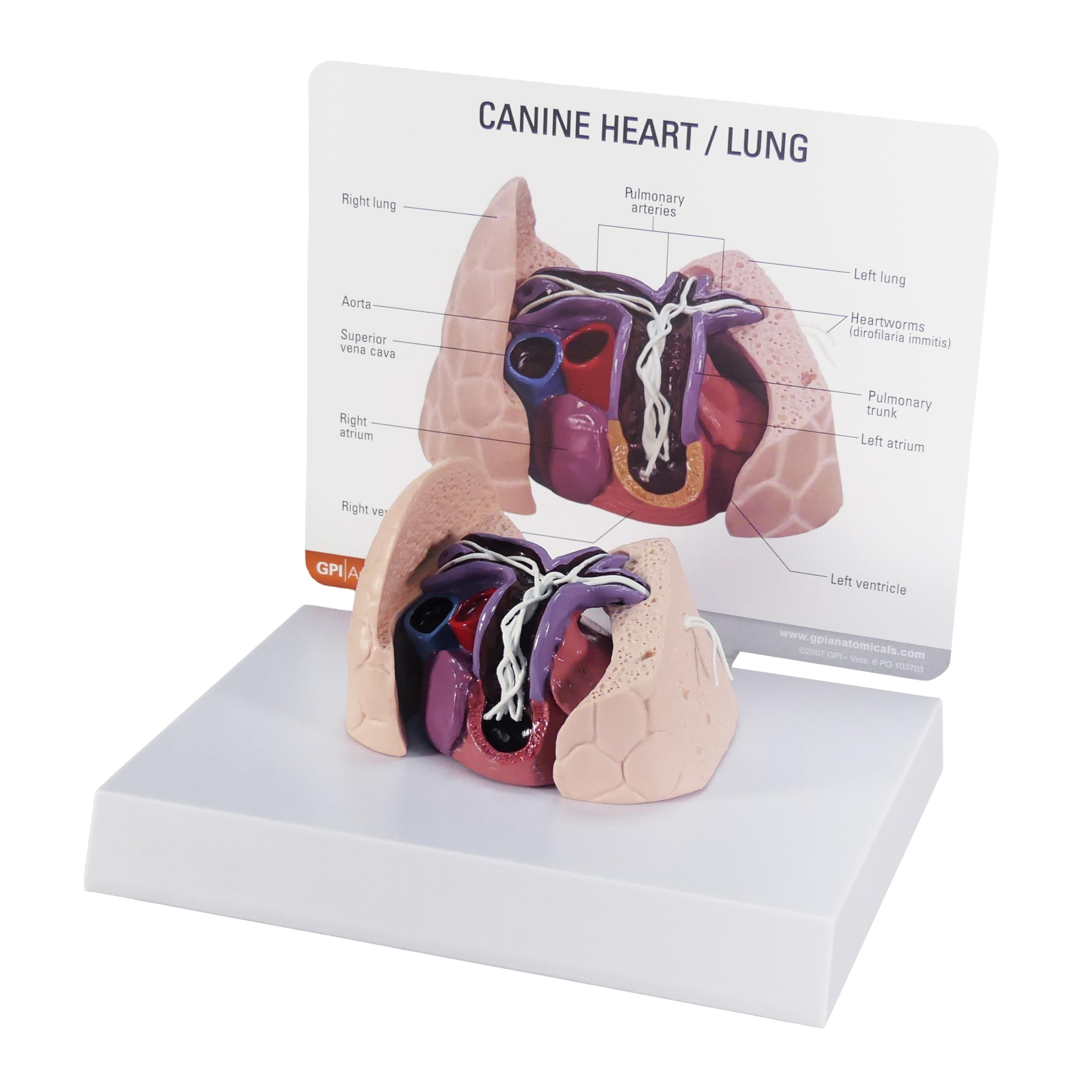 Canine Heart Lung Veterinary Anatomical Model w Educational Key Card