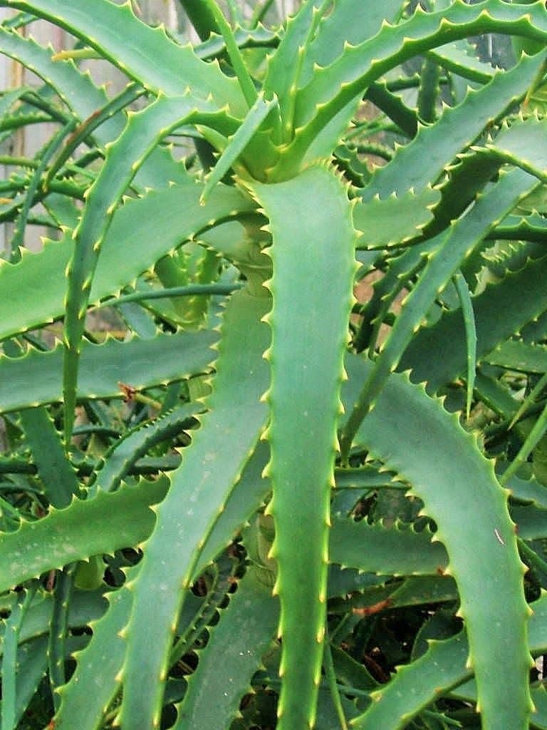 Medium Size Aloe Arborescens. AKA Torch Aloe, Tree Aloe Bare Root ~ Rare ~ Hard-to-find ~ Grow Your Own Medicine Plant!