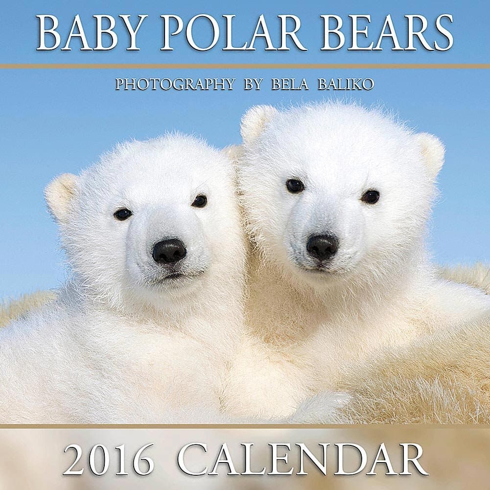 Baby Polar Bears Wall Calendar