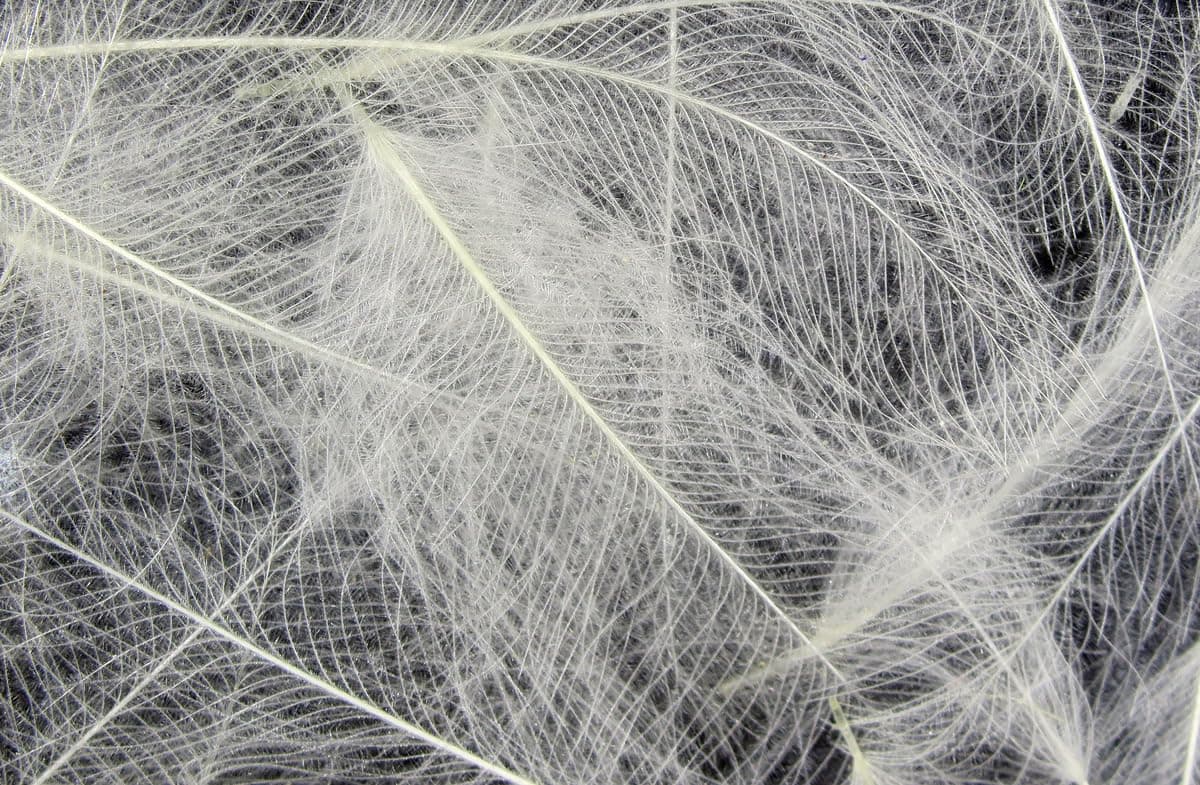 – Hareline Dubbin - 1g CDC (Cul de Canard) Feathers - NATURAL WHITE - Fly Hook - 1 Piece