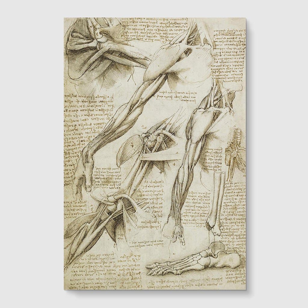 Arty Pie "Leonardo Da Vinci Anatomy 2" Poster Print, Multi-Colour, A1 Size, 84.1 x 59.4 cm/33.1 x 23.4-Inch