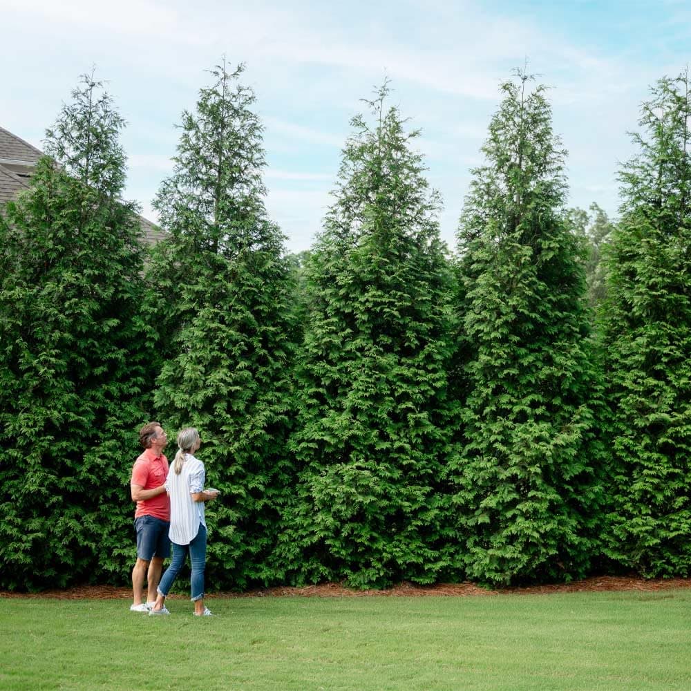 - Brighter Blooms - Thuja Green Giant Arborvitae, 3-4 ft. - No Shipping to AK, AZ, HI, OR