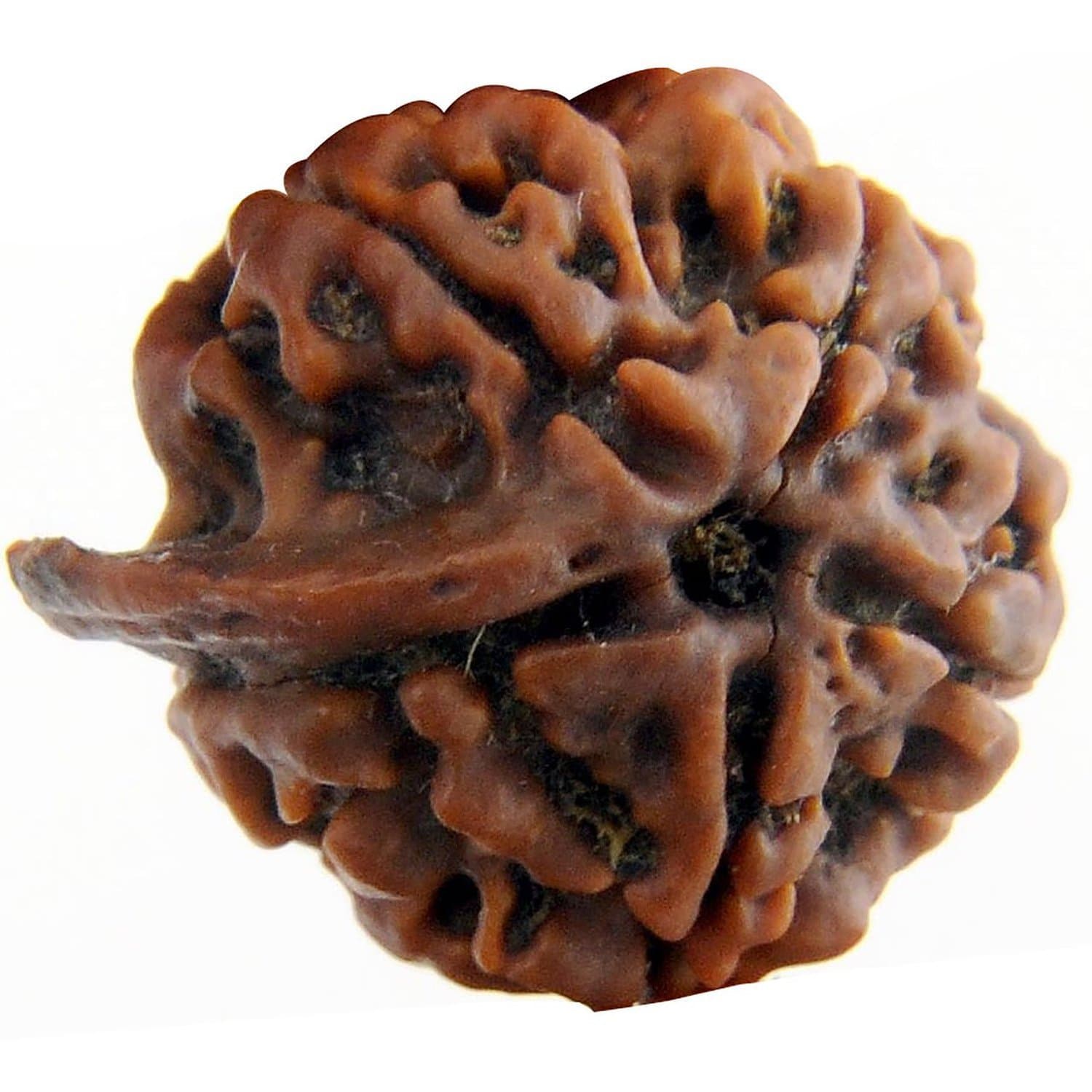 PetrichorOriginal Nepali Ganesh Rudraksha Bead