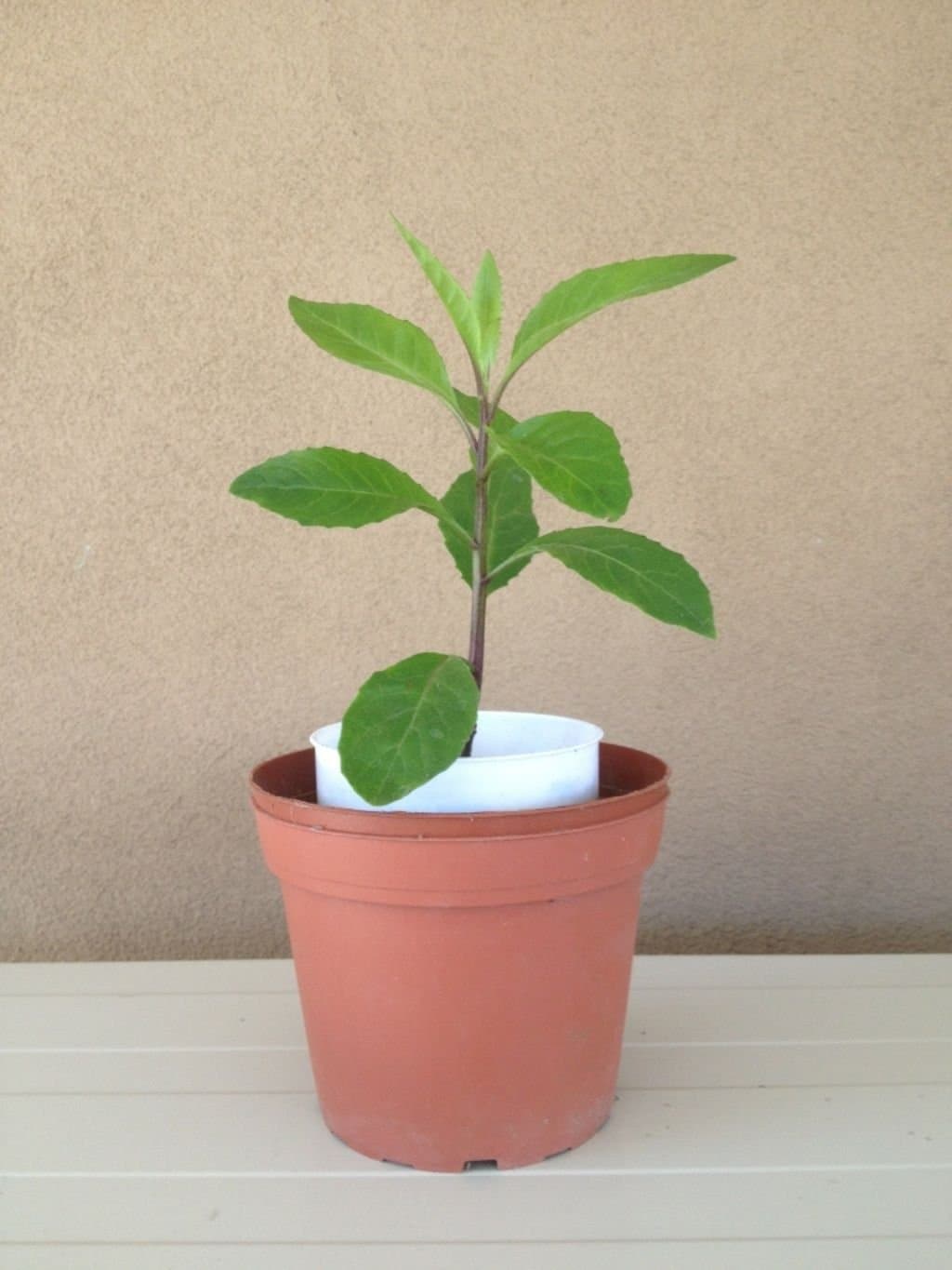 7 Gynura Procumbens Cuttings 7" Inch, Longevity Spinach