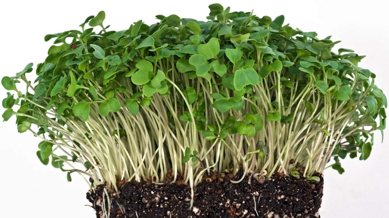BOSI Leaf | Broccoli Seeds for Sprouting and Microgreen 100 grams | Non GMO and Untreated | Best Germination