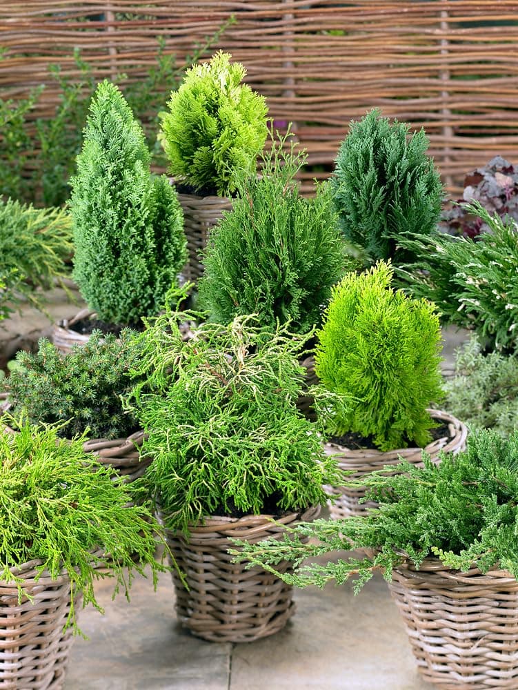 12 Pack Dwarf Conifers Mixed Evergreen Variety, Slow Growing, Multicolor