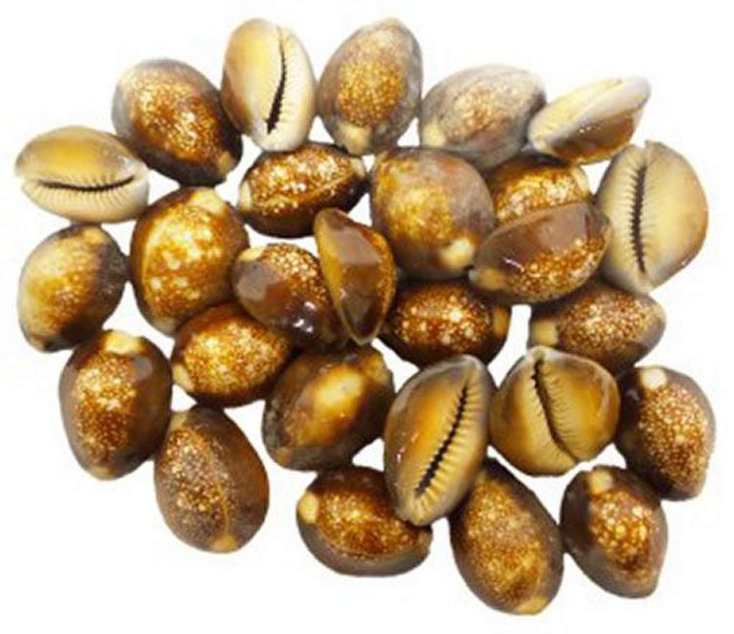 U.S. Shell Inc. 05231 Natural Shell Snakehead Cowrie, 1" & Up