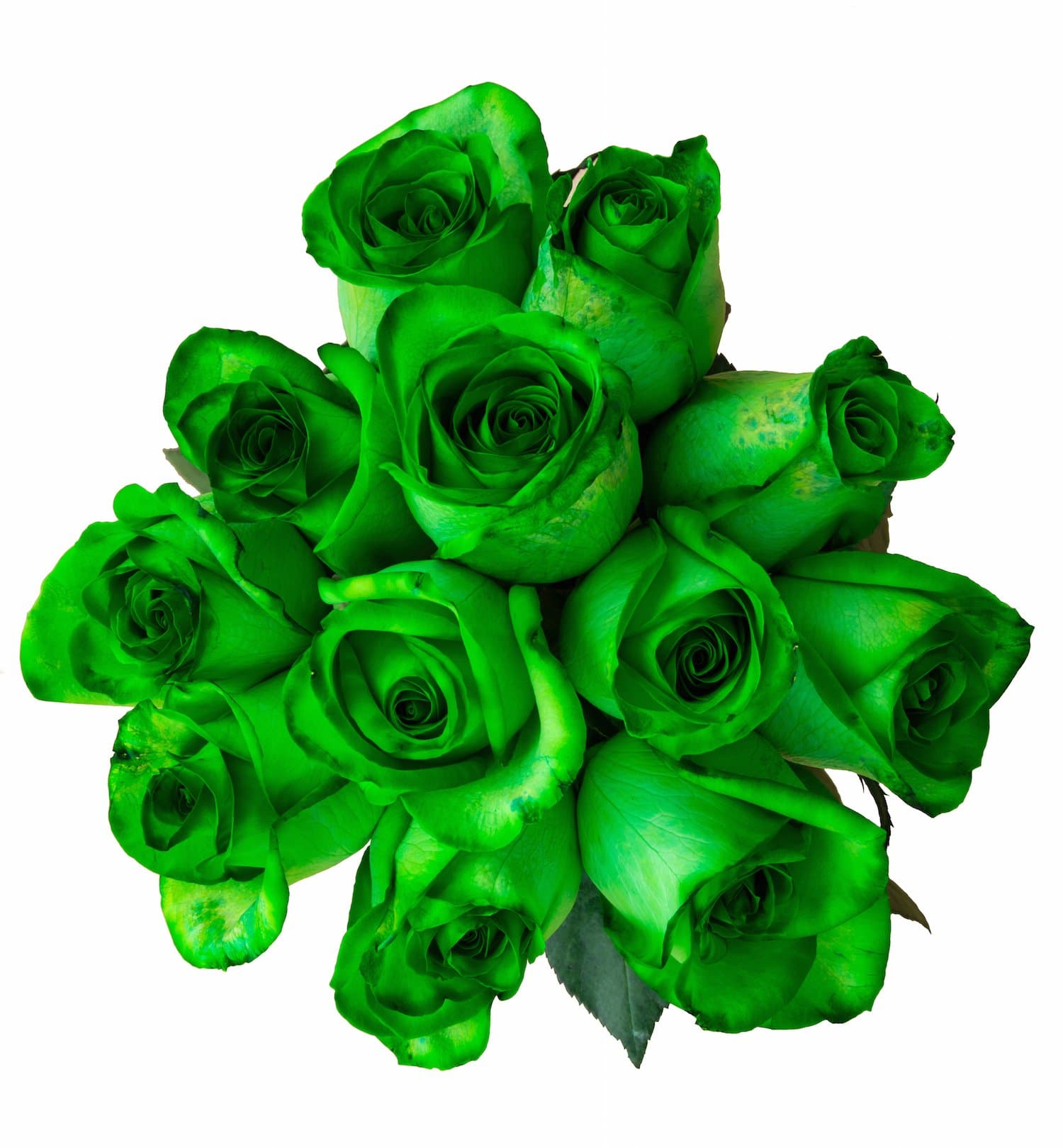 36 Stems - Fresh Cut Tinted Green Roses from Flower Explosion