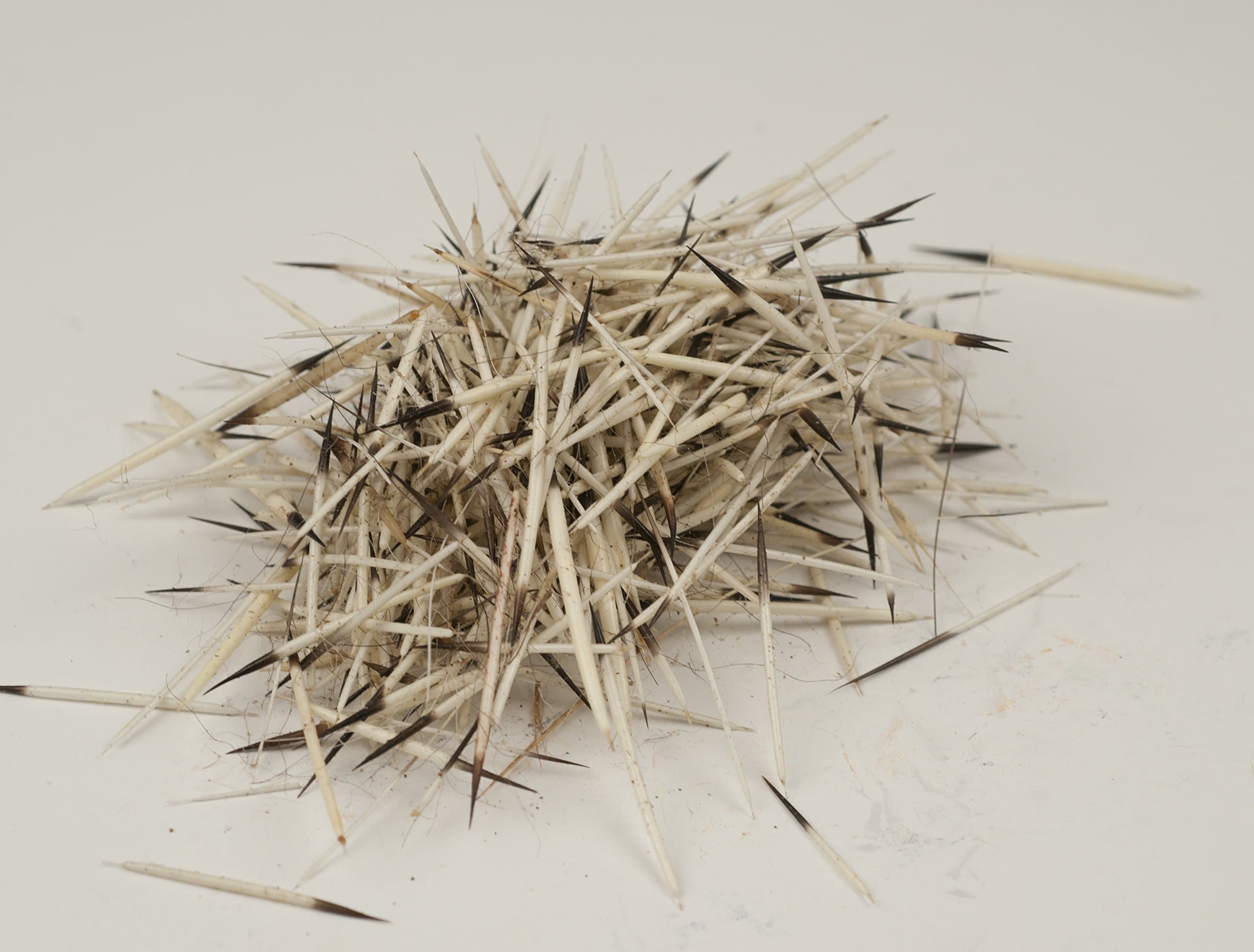 Porcupine Quills - Natural - 1 oz