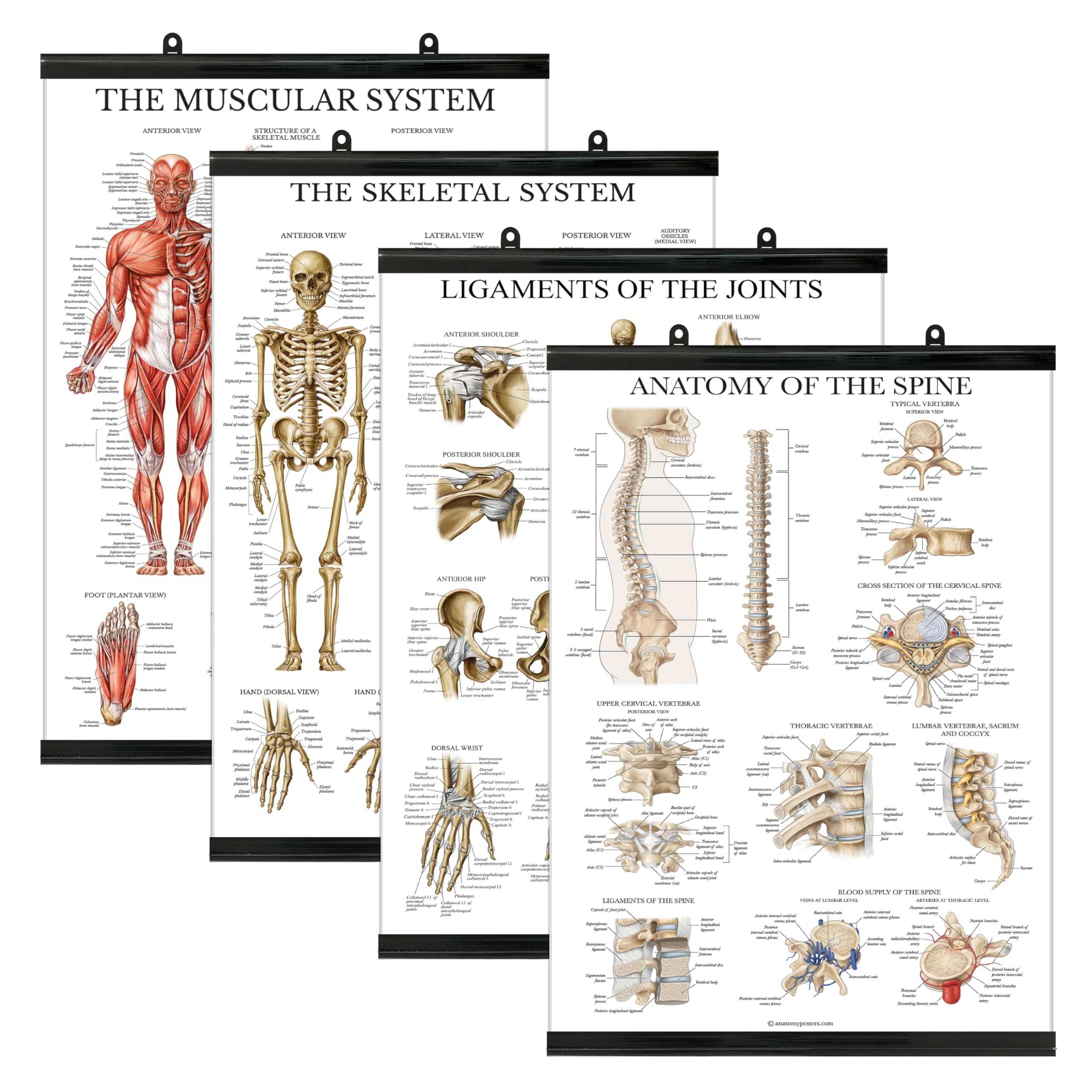 4 Pack - Anatomical Poster Set - Laminated - Muscular, Skeletal, Ligaments of the Joints, Anatomy of the Spine - Anatomy Chart Set (LAMINATED WITH PLASTIC FRAME, 18” x 24”)