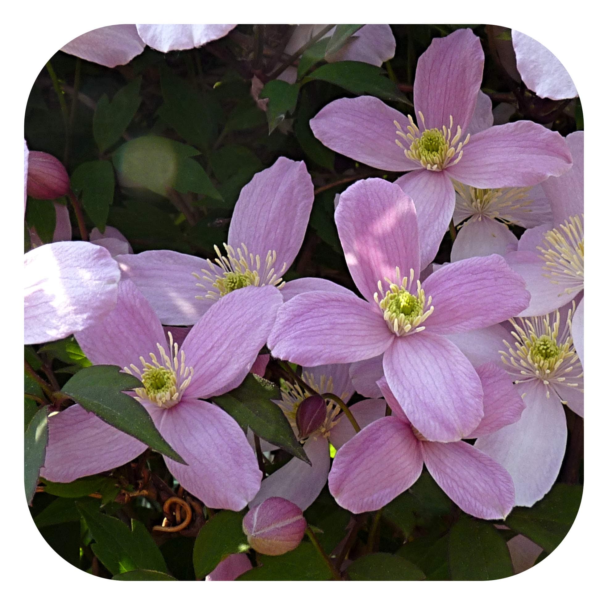 Clematis Montana 'Elizabeth' Bare Root Plants x 3 Vigorous Scented Climber by Plug Plants Express Limited