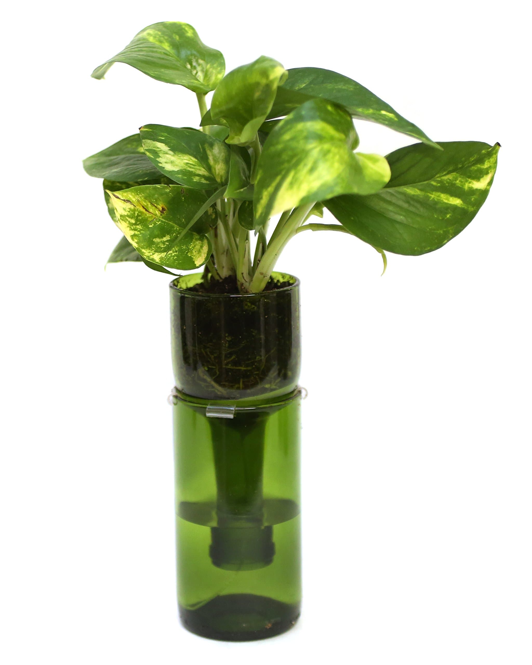 Refresh Glass Wine Bottle Self Watering Planter (Green)