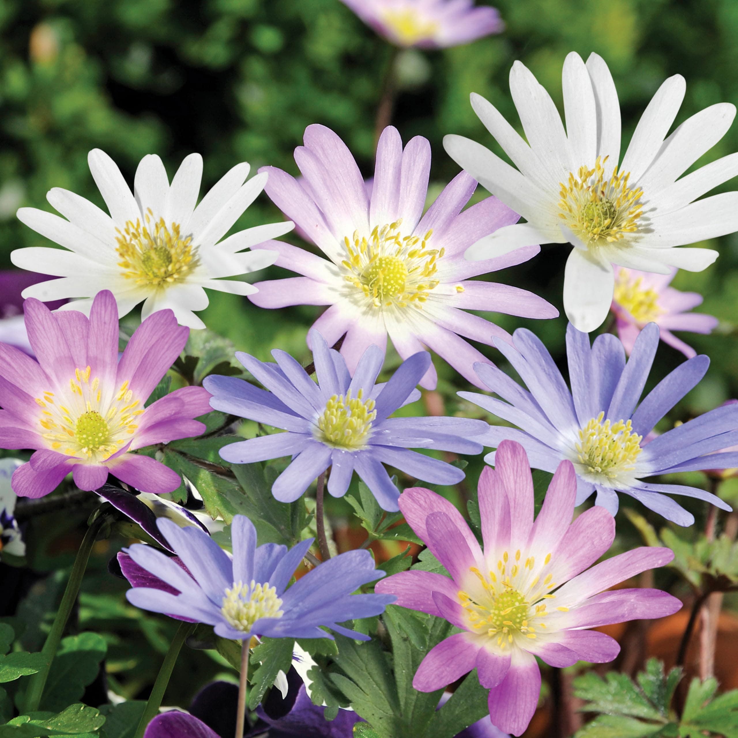 20 Mixed Anemone Blanda Bulbs for Fall | Deer-Resistant & Vibrant | Perfect Perennial Garden Flower 4 to 5 cm Bulb Size