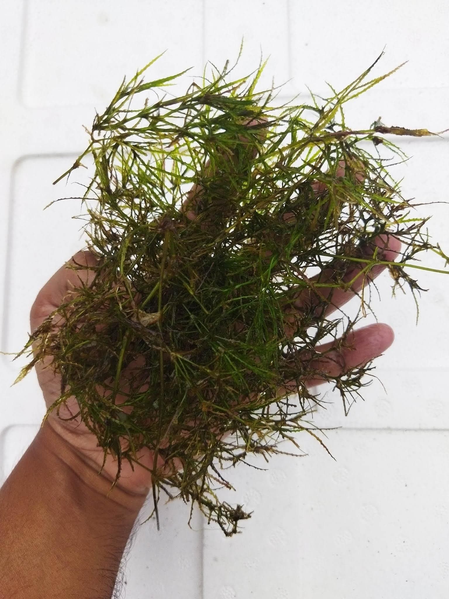 Guppy Grass Aquarium Plant