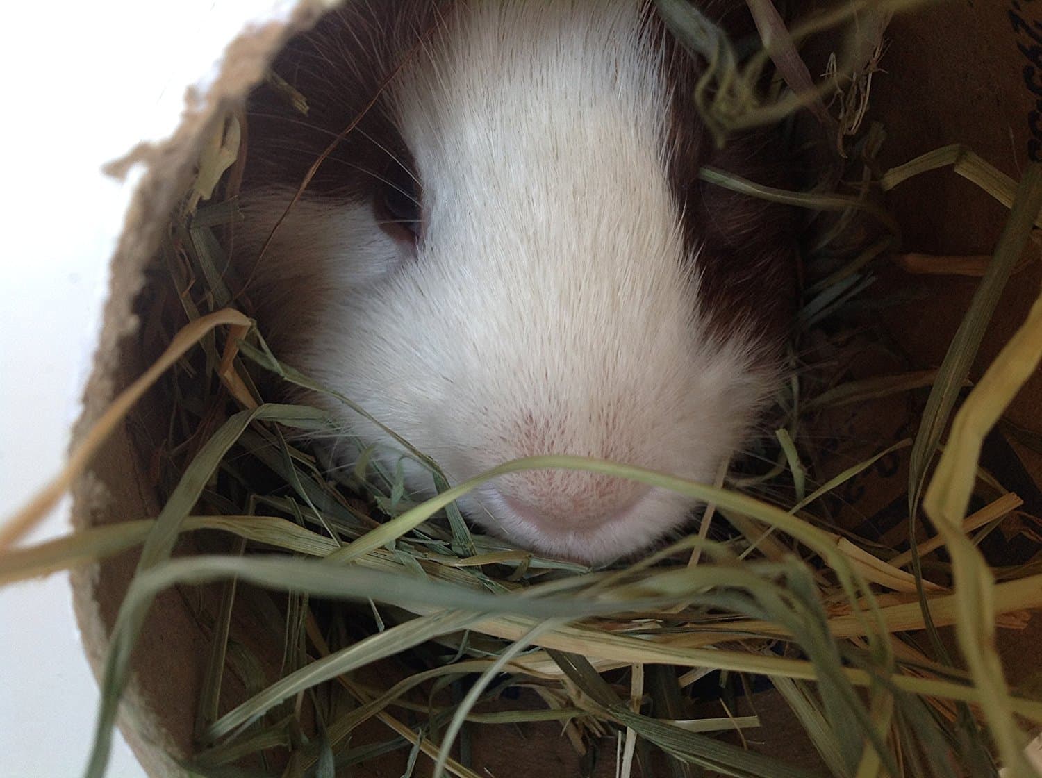 North 40 Feed Guinea Pig/Hamster Hay House