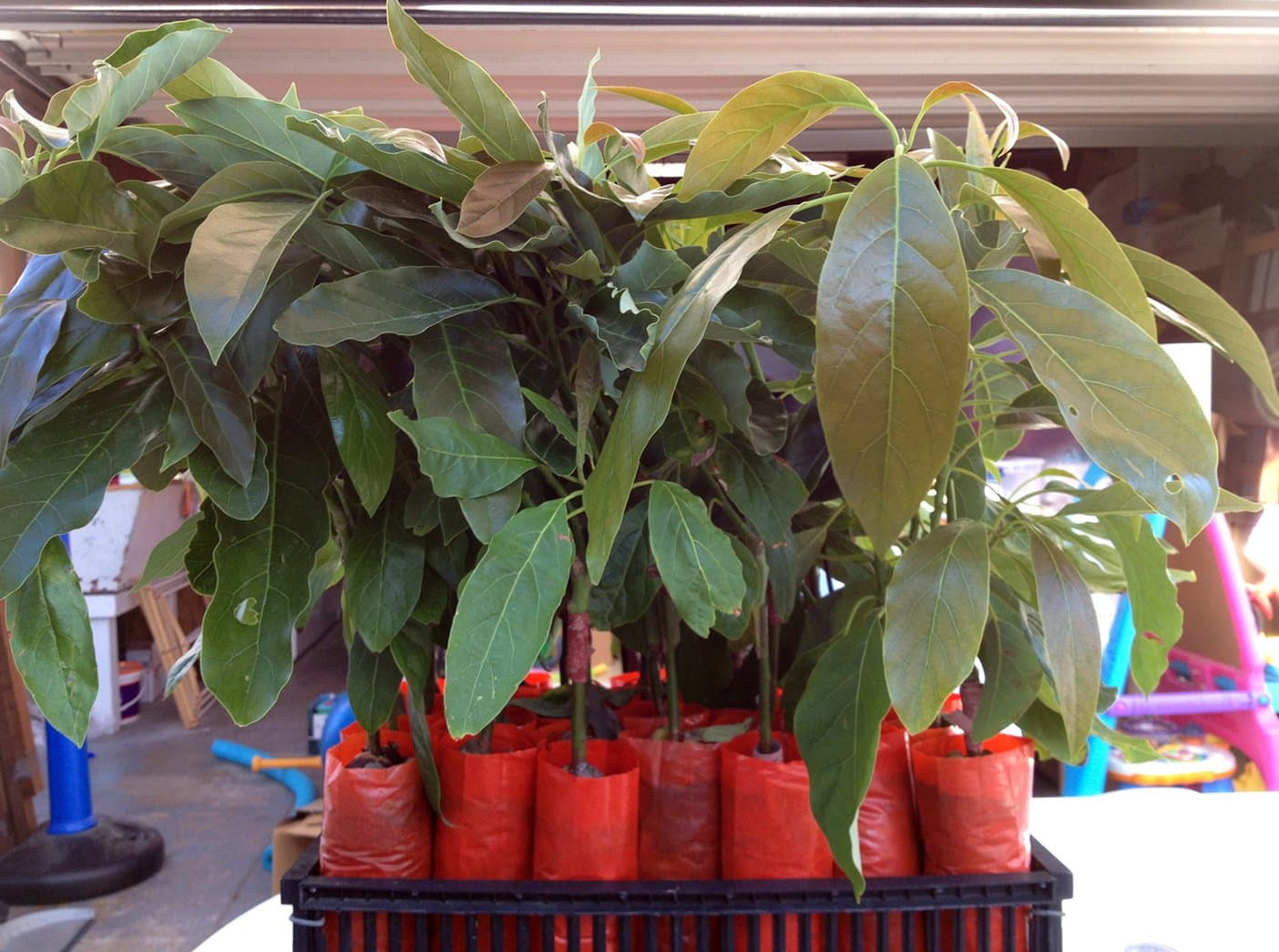 HASS Avocado Tree, Grafted - Live Avocado Tree - Bountiful Garden Nursery