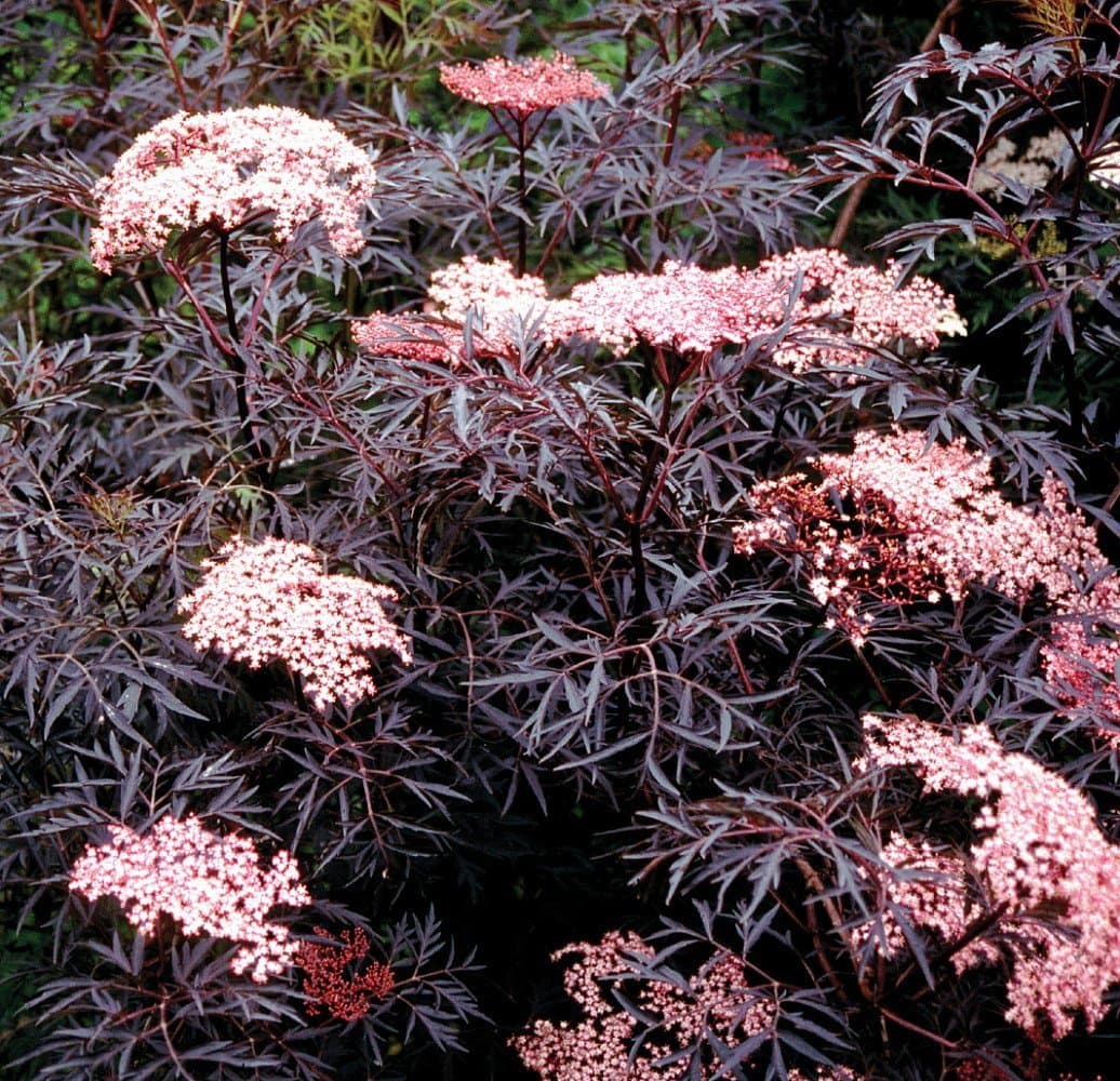 Hirt's Gardens Black Lace® Elderberry - Sambucus - Proven Winners - 4" Pot